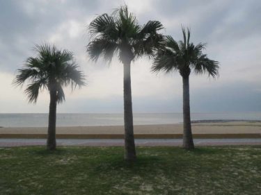 明るいポップサウンド、南国風の音楽素材「ココナッツと青い海」