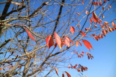 秋から冬へ移り変わりを表現した切ないピアノロックバラート「落葉」